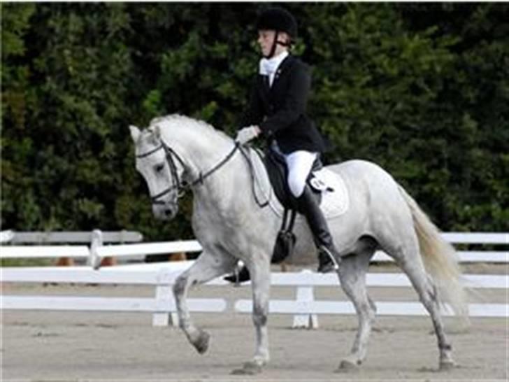 Welsh Pony (sec B) Lyngvejens Frajser R.I.P - vidundert<33 billede 3