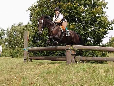 Dansk Varmblod Happy Bally (Solgt) - Terræn langå 2005 billede 11