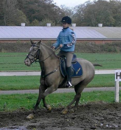 Knabstrupper Desna solgt )':  - et dressur billede ;b billede 11