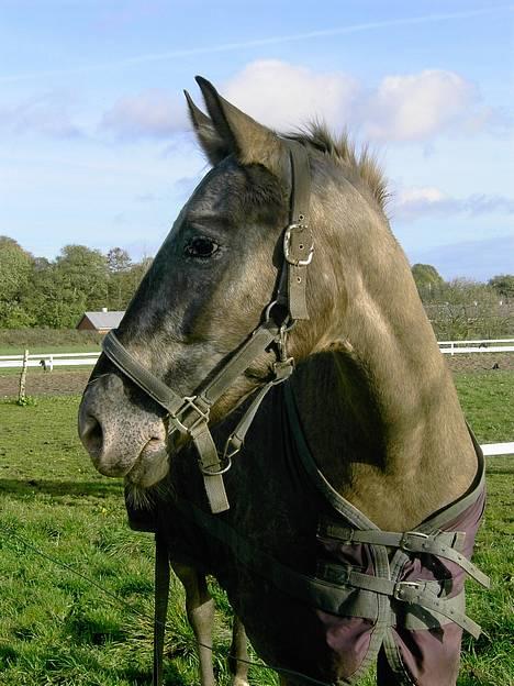 Knabstrupper Desna solgt )':  - den tykke på fold (: billede 13