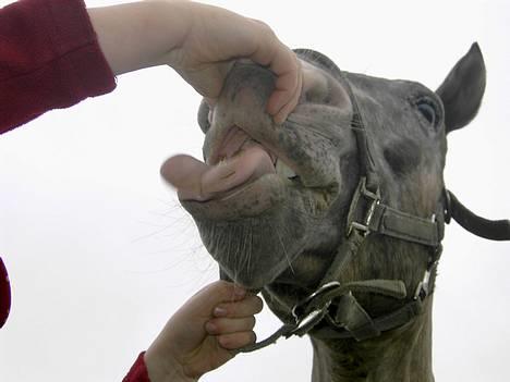 Knabstrupper Desna solgt )':  - de drillede hende ,b billede 14