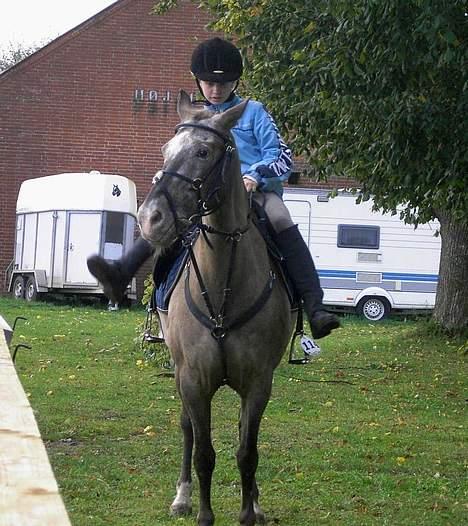Knabstrupper Desna solgt )':  - mig og desna i færd med at spænde gjord billede 15