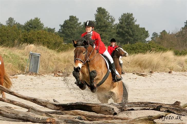 Nordsvensk Skovhest Herkules (Solgt) billede 1