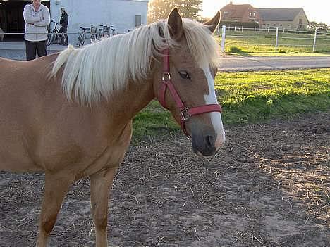 Haflinger Ichavel - min dejlige Icha <33 billede 14