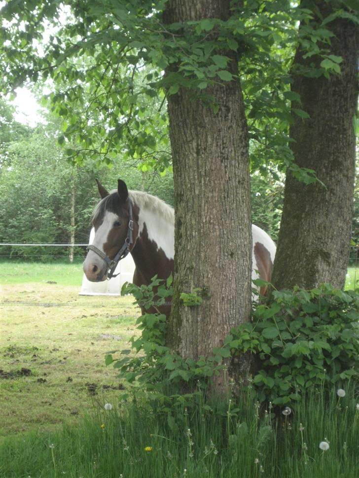 Pinto Candy SOLGT RIP billede 4