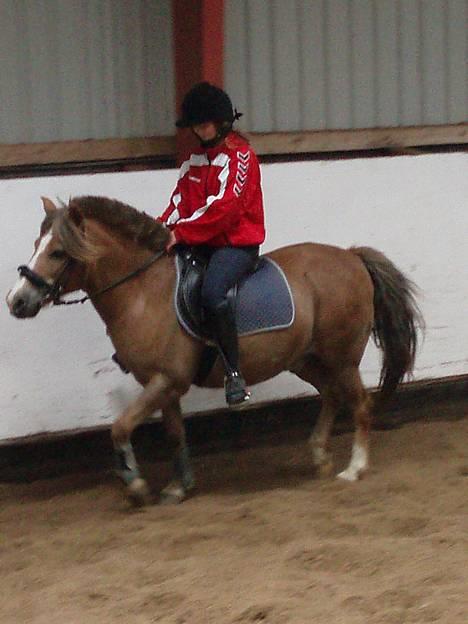 Anden særlig race  Tjartie <,3  - 4)  Tjartie & Line , nede i ridehuset ... Synes det var et godt billede <3 så det sku lige med :b   2006  billede 4