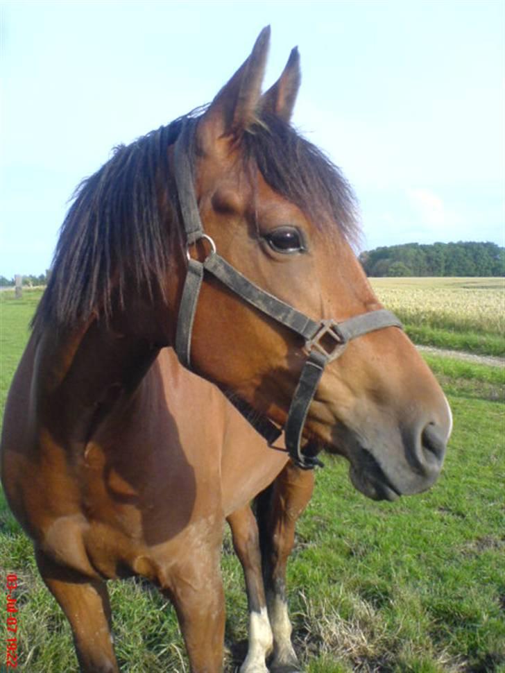 Anden særlig race  Jasmin <,3  -  » Velkommen til Jasmin´s profil <3  Hun er den hest, jeg vil altid holde af  så meget <33 Hun vil altid i mit hjerte være <3 .  Der er ingen heste som hende <3  Taget den 3- juli 2007 :) <3  billede 1