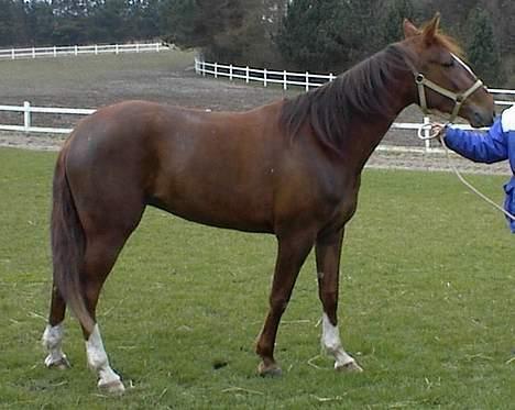 Traver Gabriella Safir - Inden jeg købte hende billede 10