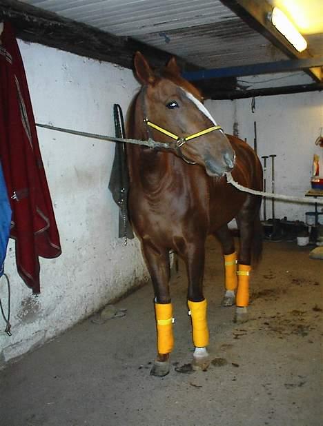 Traver Gabriella Safir - Den dag hun blev min billede 11