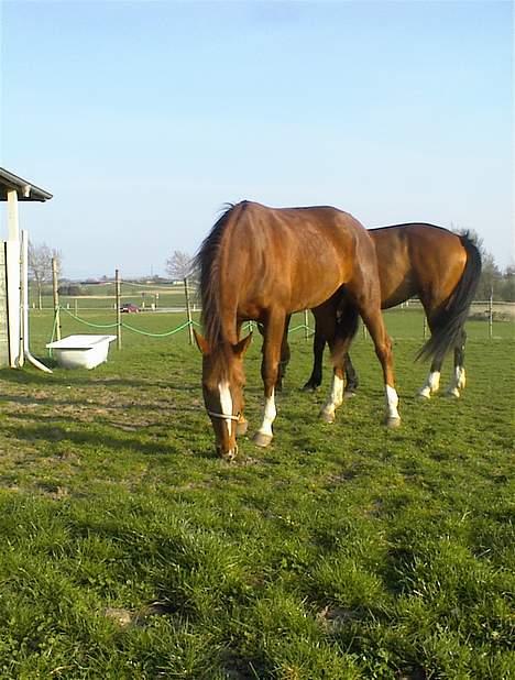 Traver Gabriella Safir - På fold billede 12