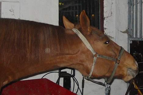 Traver Gabriella Safir - Hey gi mig nu den guls! billede 13