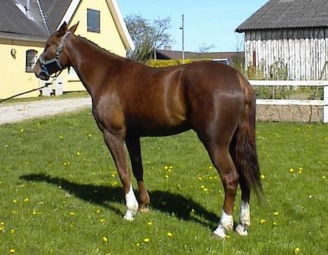 Traver Gabriella Safir - Mens jeg stadig kun passede hende billede 16