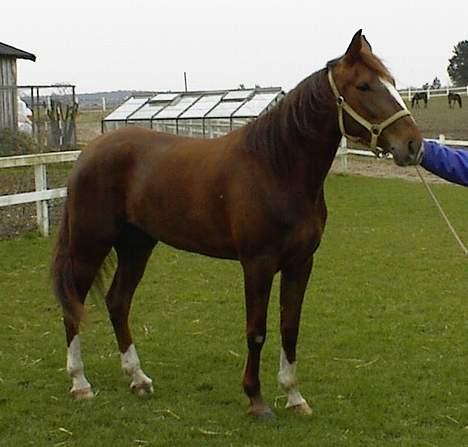 Traver Gabriella Safir - Inden køb billede 17
