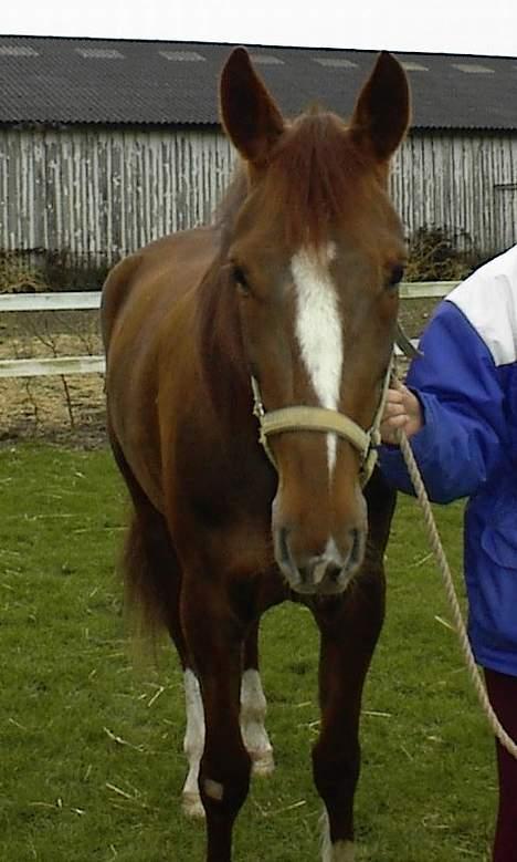 Traver Gabriella Safir - Også inden køb billede 18