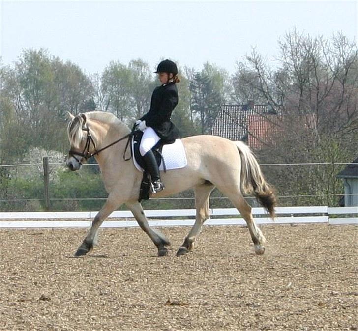 Fjordhest Glibings Fylla - klubstævne 2006 i hylke (foto Lena Trab) billede 2