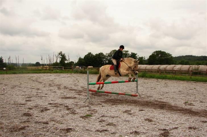 Fjordhest Glibings Fylla billede 7