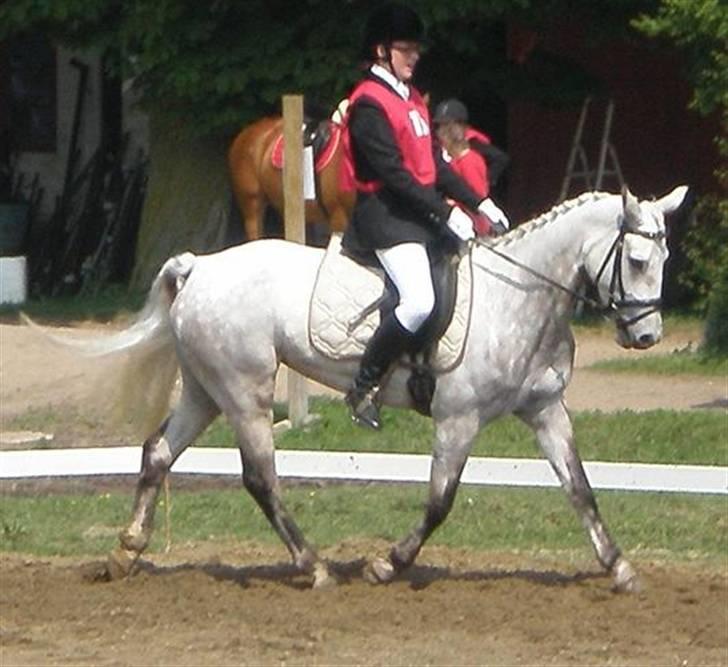 Connemara Fantacy *solgt* - military dressur billede 10