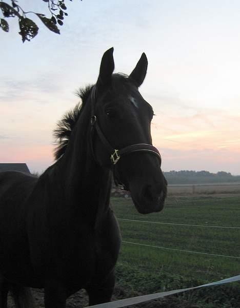 Oldenborg Bessie af Bækkeskov - Fra d. 29. oktober 2005 - Bessie står og spejder efter Cleo, der går på en anden fol. De skal til at lære, at være væk fra hinanden :-( billede 19