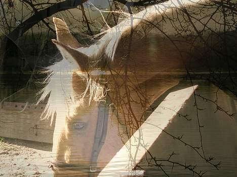 Palomino Avl Saint Millton Segur Lamarque billede 6