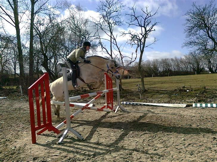 Fjordhest Vængets Liza - Liza ogmajbrit springer  billede 14