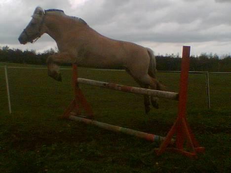 Fjordhest Vængets Liza - Liza løsspringer billede 15