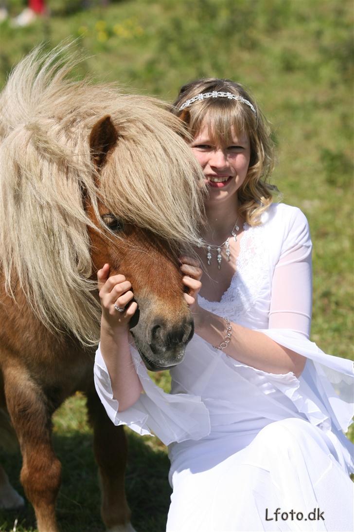 Shetlænder ejendoms heste maggie - Maggie og marianne til mariannes konfirmation. billede 13