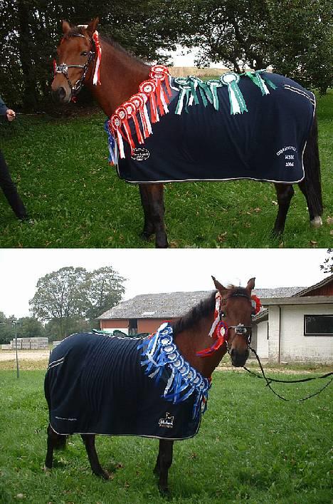 Anden særlig race Bøgelunds Zarina Udlånt - Zarina med alle de rosetter som vi har vundet i løbet af halvandet år.. Tæppet vandt vi til områdemsterskaberne i St. Restrup d. 17/9 2006 i LB spring. En rigtig dejlig dag :D billede 20