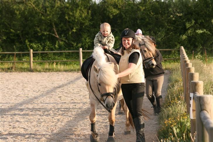 Fjordhest Brødsgaards Jasmin - Sønnemand Oliver skridter mors hest af Maj 2008 billede 3