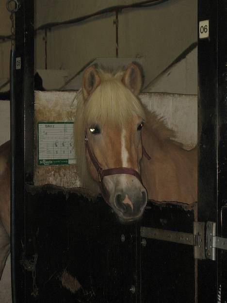 Anden særlig race  Danse Daisy <3 - daisy kigger.. billede 2