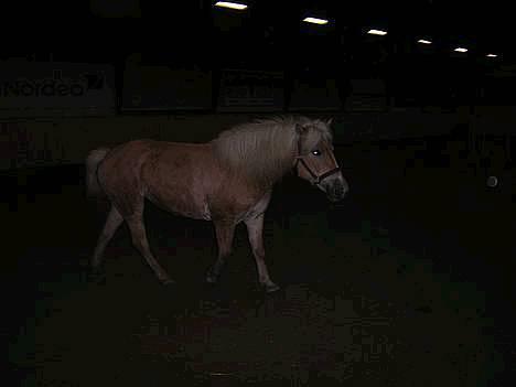 Anden særlig race  Danse Daisy <3 - Daisy i ride hallen billede 5