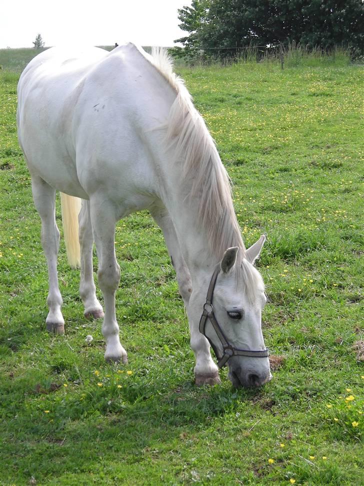 DSP Sokhøjgårds cabarè - nyt.. fra d. 17/10-2007 billede 2