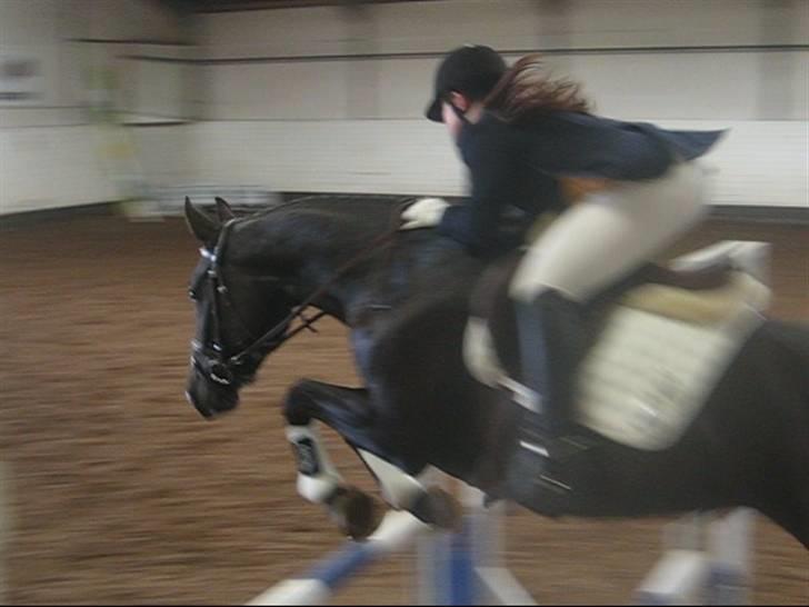 Dansk Varmblod June billede 16