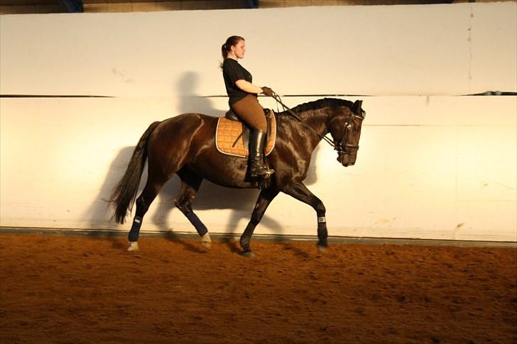 Dansk Varmblod June - dressur træning billede 17