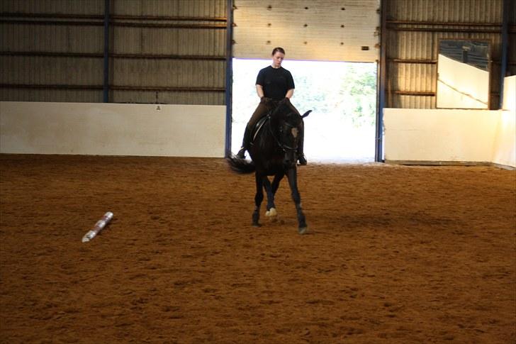 Dansk Varmblod June - dressur træning billede 18