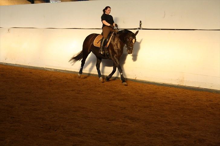 Dansk Varmblod June - dressur træning billede 19