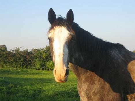 Dansk Varmblod Juncher (R.I.P.) billede 12