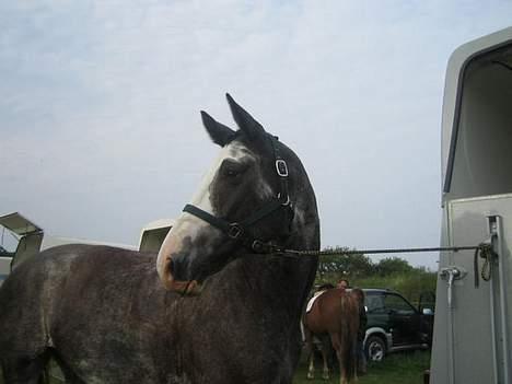 Dansk Varmblod Juncher (R.I.P.) billede 13