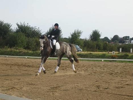 Dansk Varmblod Juncher (R.I.P.) billede 14