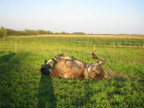 Dansk Varmblod Juncher (R.I.P.) billede 15