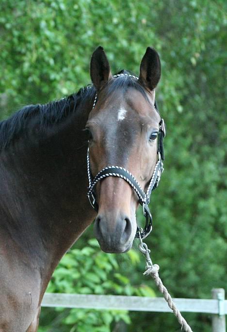 Trakehner MY FAIR TANGO - Tango på hans fødselsdag d. 4/6-06. Han blev hele 7 år. billede 18