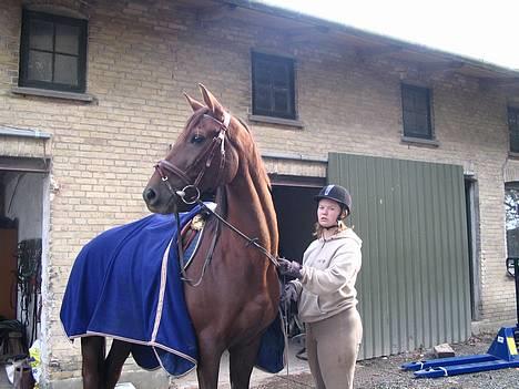 Fuldblod (XX) Horizontas (Død) - Så skal vi træne! billede 12