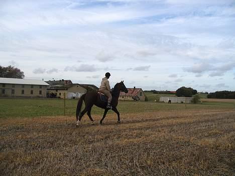 Fuldblod (XX) Horizontas (Død) - Træning billede 13