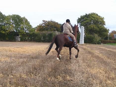 Fuldblod (XX) Horizontas (Død) - Træning billede 14