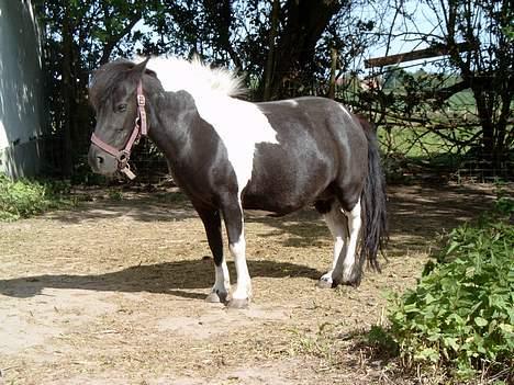 Pinto bounty - fem timer til foling billede 1