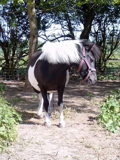 Pinto bounty - Sikke en tyk mave billede 2