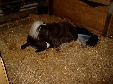 Pinto bounty - velkommen til verden du lille billede 3