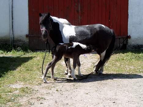 Pinto bounty - Den stolte mor Føl 2004 Quattro`s Kidoko Star billede 4