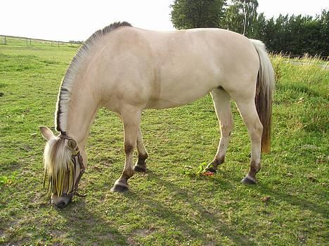 Fjordhest Bonnie af Landly. (SOLGT) - Bonnie på folden ( = såå smukt <,3 billede 20