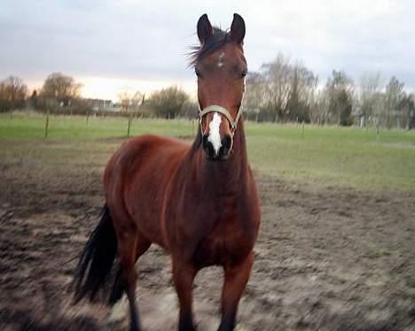 Oldenborg dufaux billede 1
