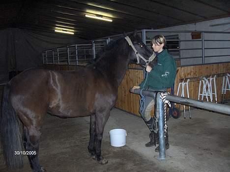 New Forest Dubie - Duvie min elskede pony, som jeg allerede savner bare ved tanken om at hun er væk engang:´( billede 4